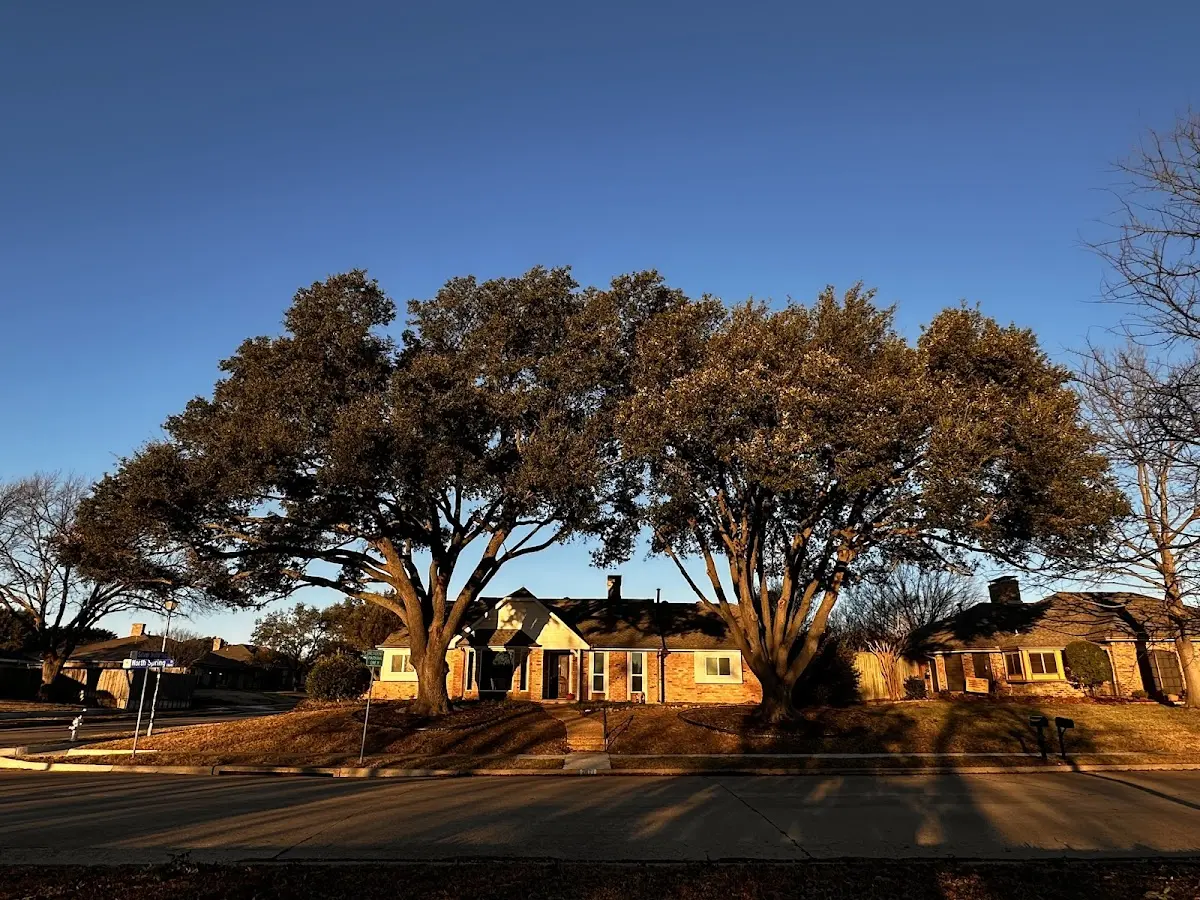 Established residential canopy tree shading a home in Ocoee